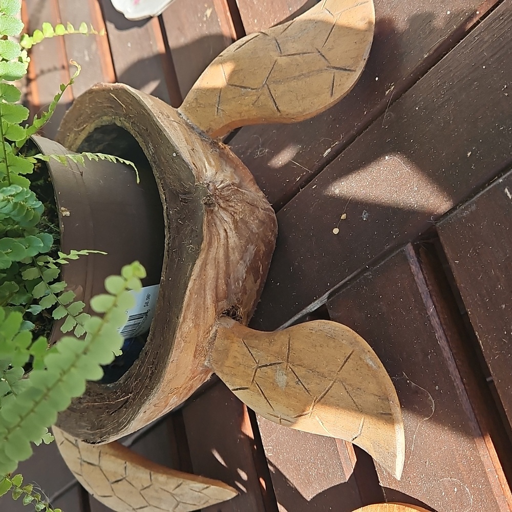 Coconut Turtle Planter - Picture 4 of 4